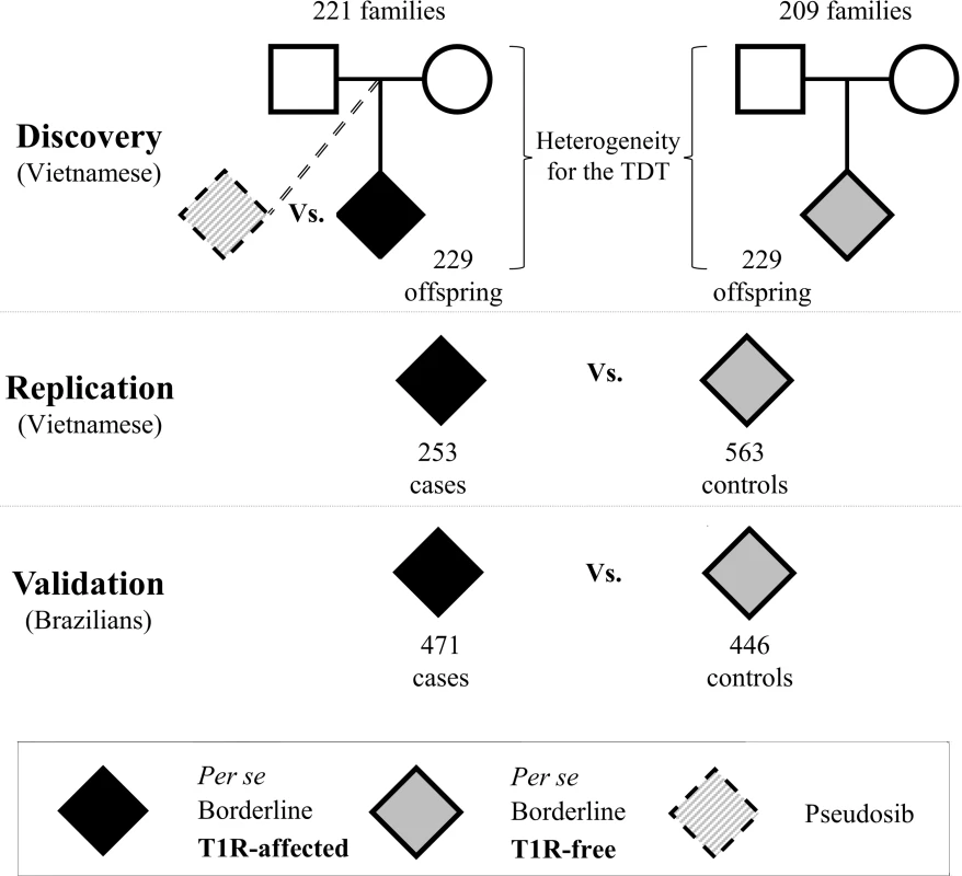 Study design to identify genetic variants associated with T1R in three independent samples.