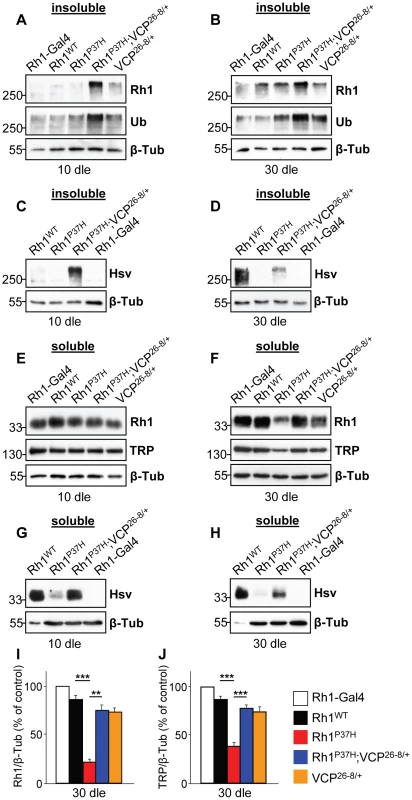 Decreasing <i>VCP</i> function increases Rh1 aggregate load and restores mature Rh1 levels in <i>Rh1<sup>P37H</sup></i>-expressing flies.