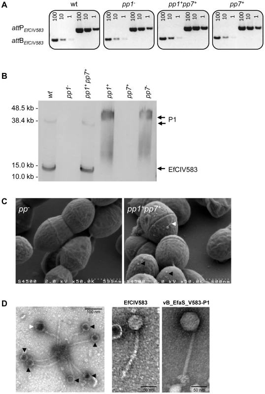 Interaction between <i>E. faecalis</i> pp1 and pp7 (EfCIV583).