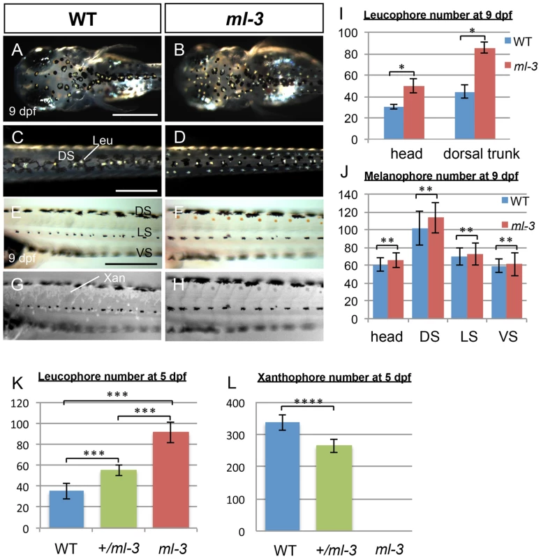 Larval pigment pattern phenotypes of medaka <i>ml-3</i> mutants.