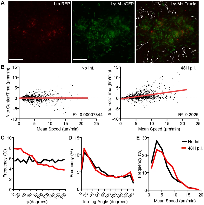 MMC aggregation at <i>Lm</i> foci is mediated by directed motility.