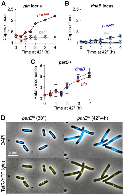 Topo IV reduces cohesion at both snap and non-snap loci.