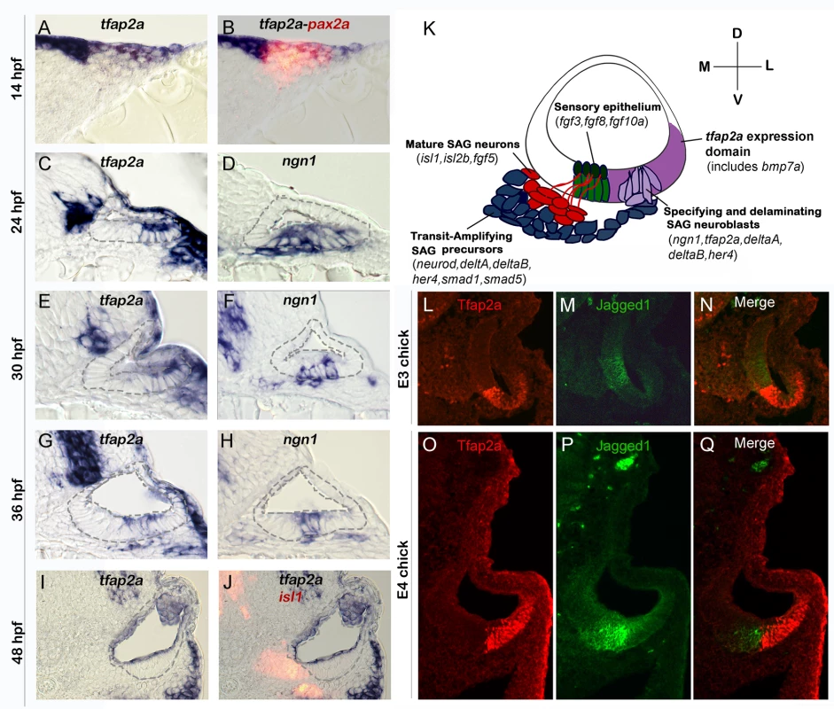 Conserved expression of <i>tfap2a</i> during otic neurogenesis.