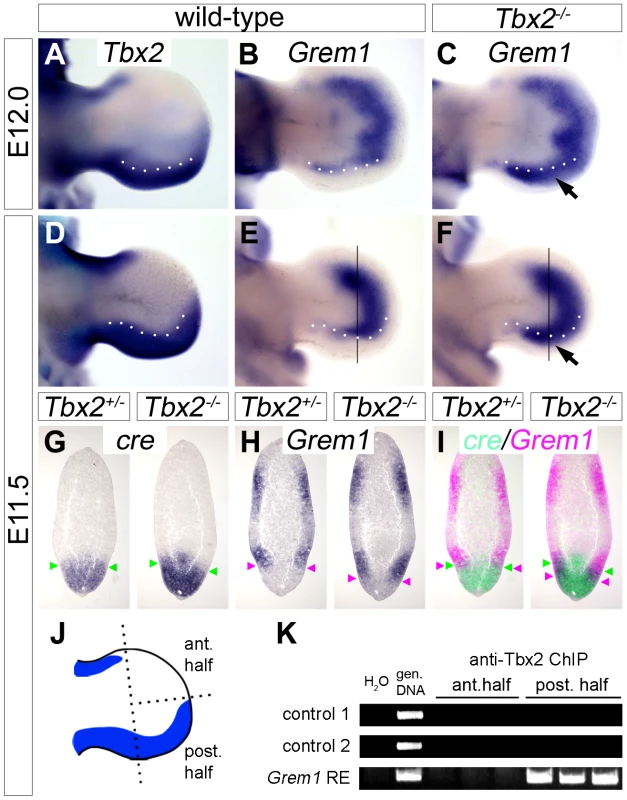 <i>Tbx2</i> directly represses <i>Grem1</i> expression in the posterior hindlimb mesenchyme.