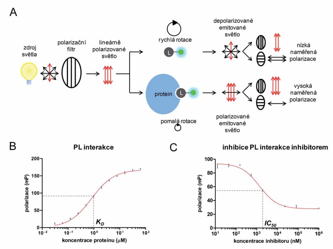 Princip metody fluorescenční polarizace (A), měření interakce proteinu s ligandem (B) a inhibice interakce proteinu s ligandem (C) metodou FP. 
A. Fluoroforem značený ligand (L) je ozářen lineárně polarizovaným světlem. V důsledku jeho vysoké rotace dochází k emisi depolarizovaného světla a k naměření nízké hodnoty fluorescenční polarizace. Interakce ligandu s větší molekulou (proteinem) způsobí zpomalení jeho rotace a emisi polarizovaného světla. Převzato z [13]. B. Titrace fluoroforem značeného ligandu o konstantní koncentraci vzrůstající koncentrací proteinu. C. Měření IC50 inhibitoru protein-ligandové interakce. Směs proteinu a fluoroforem značeného ligandu byla titrována vzrůstající koncentrací inhibitoru.