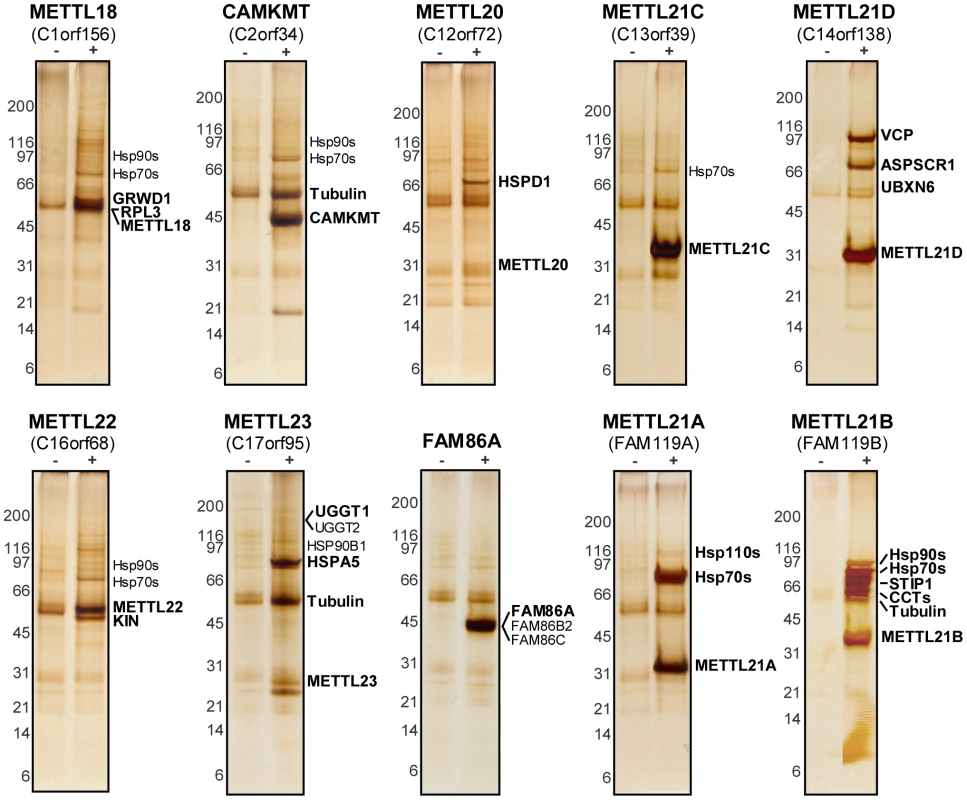 Tandem-affinity purification coupled to mass spectrometry reveals protein interaction network of putative methyltransferases.