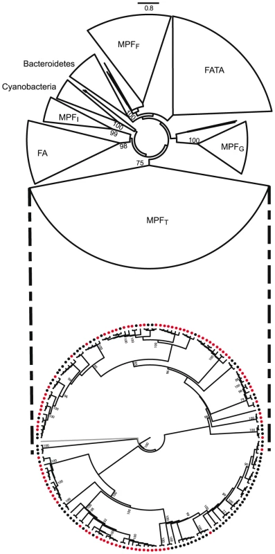 Phylogenetic analysis of a non-redundant subset of VirB4 proteins (only one protein per cluster of proteins >90% identical was used).