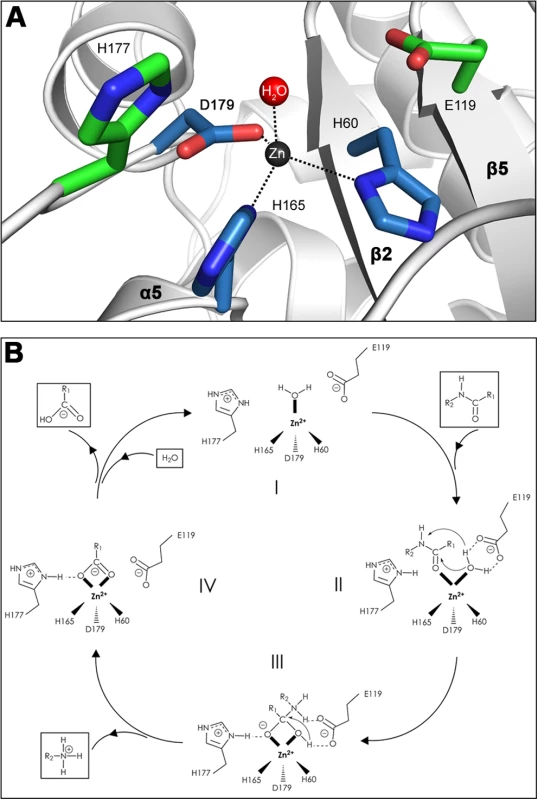 Close-up view of the AmiE active center and mechanism of catalysis.