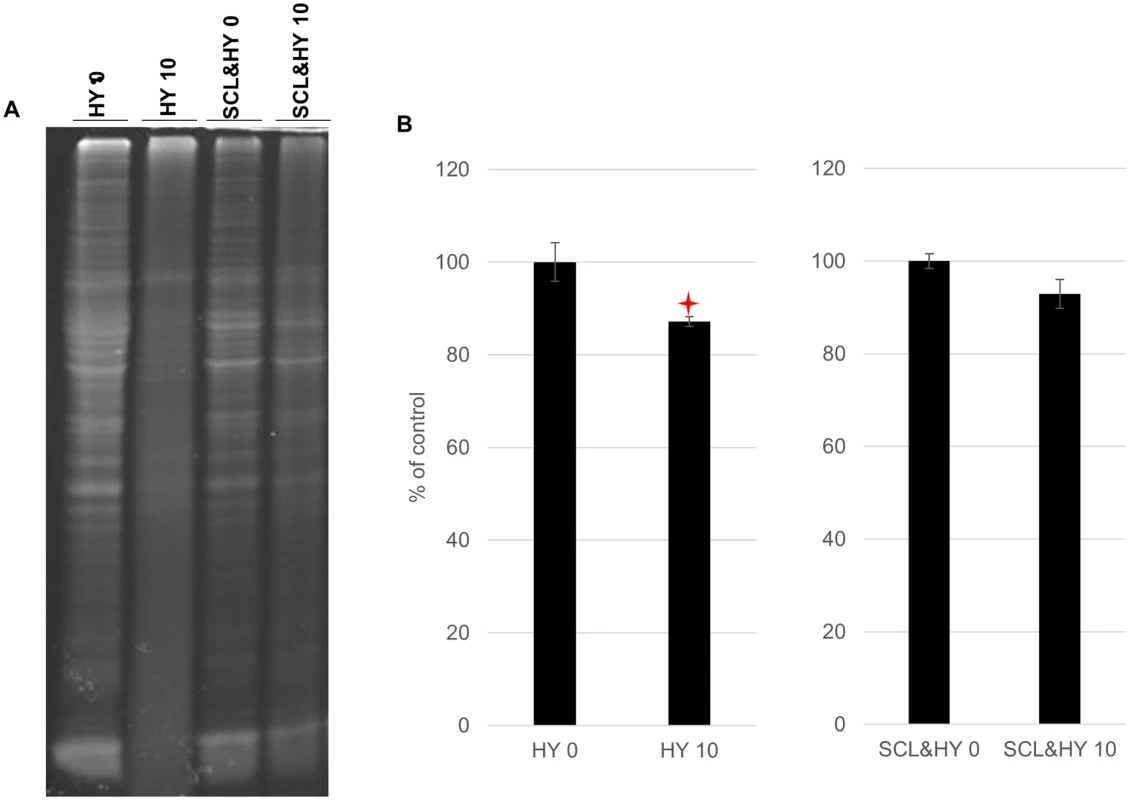 Reduced total protein abundance in HY TME brain homogenate.