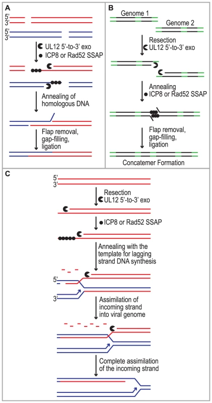 Implications for single strand annealing during HSV infection.