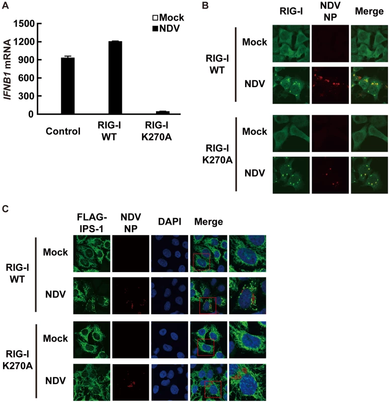 A dominant negative mutant of RIG-I fails to induce IPS-1 redistribution.