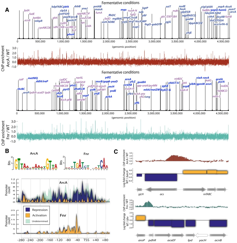 ChIP-chip reveals hundreds of new binding regions and regulatory mechanisms.