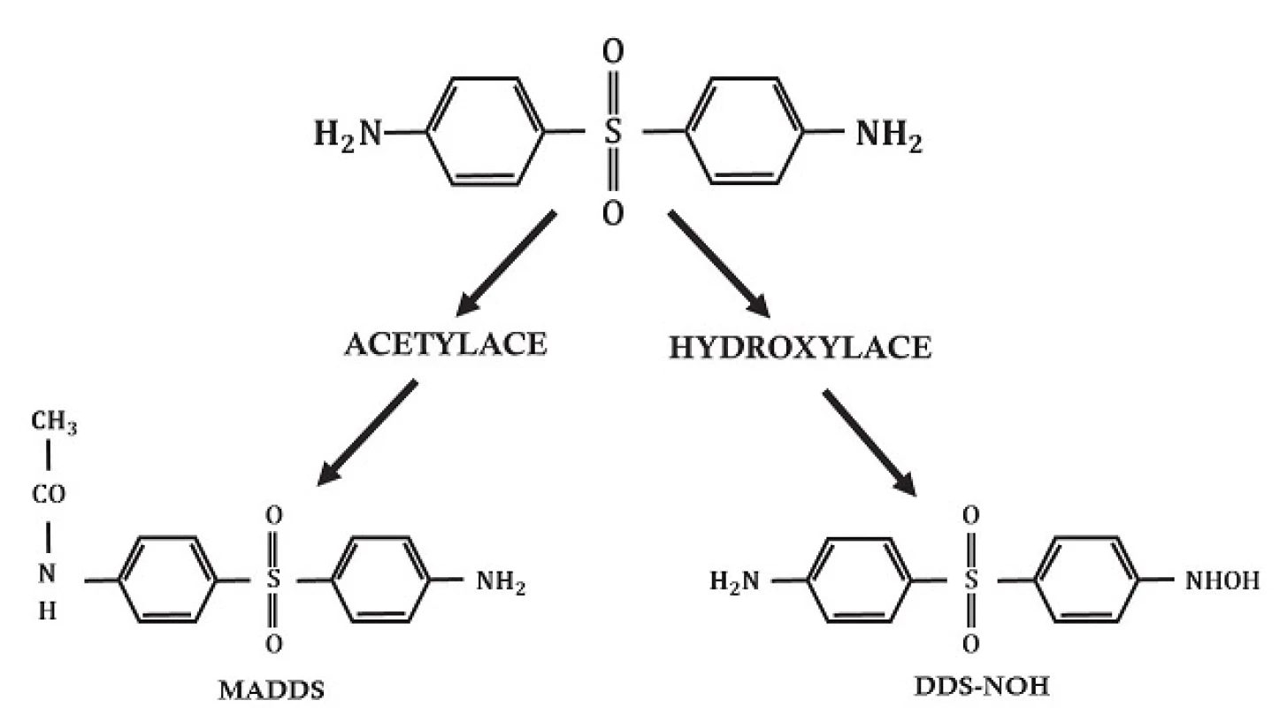 Metabolické cesty dapsonu