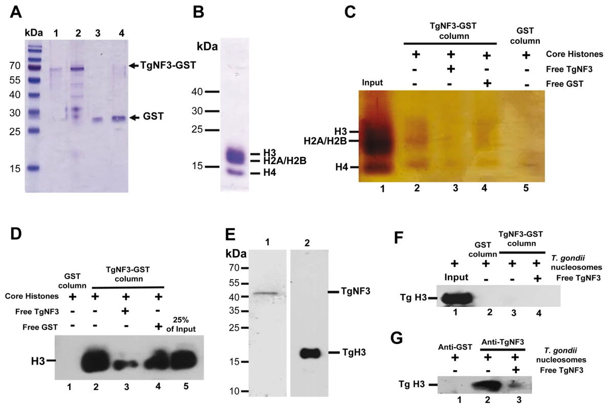 TgNF3 associates with core and nucleosome-associated histones <i>in vitro</i>.