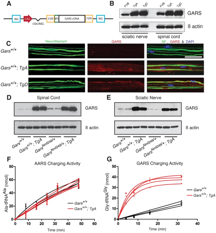 The <i>CAG-GARS</i> transgenic construct is robustly expressed in tissues and cell types affected by CMT.