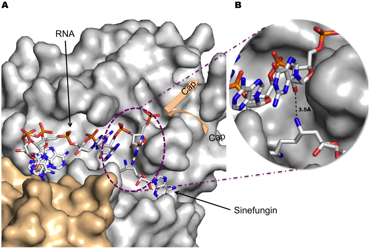 Stick model of RNA bound to the nsp16 RNA binding groove and Sinefungin in the methyltransferase active site.