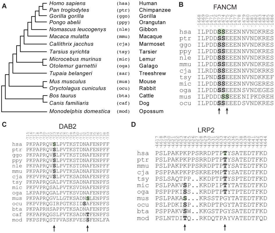 Evolutionary histories of candidate functionally redundant site pairs.