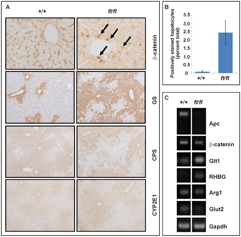 Liver zonation is affected in hypomorphic <i>Apc<sup>fl/fl</sup></i> mutant mice.