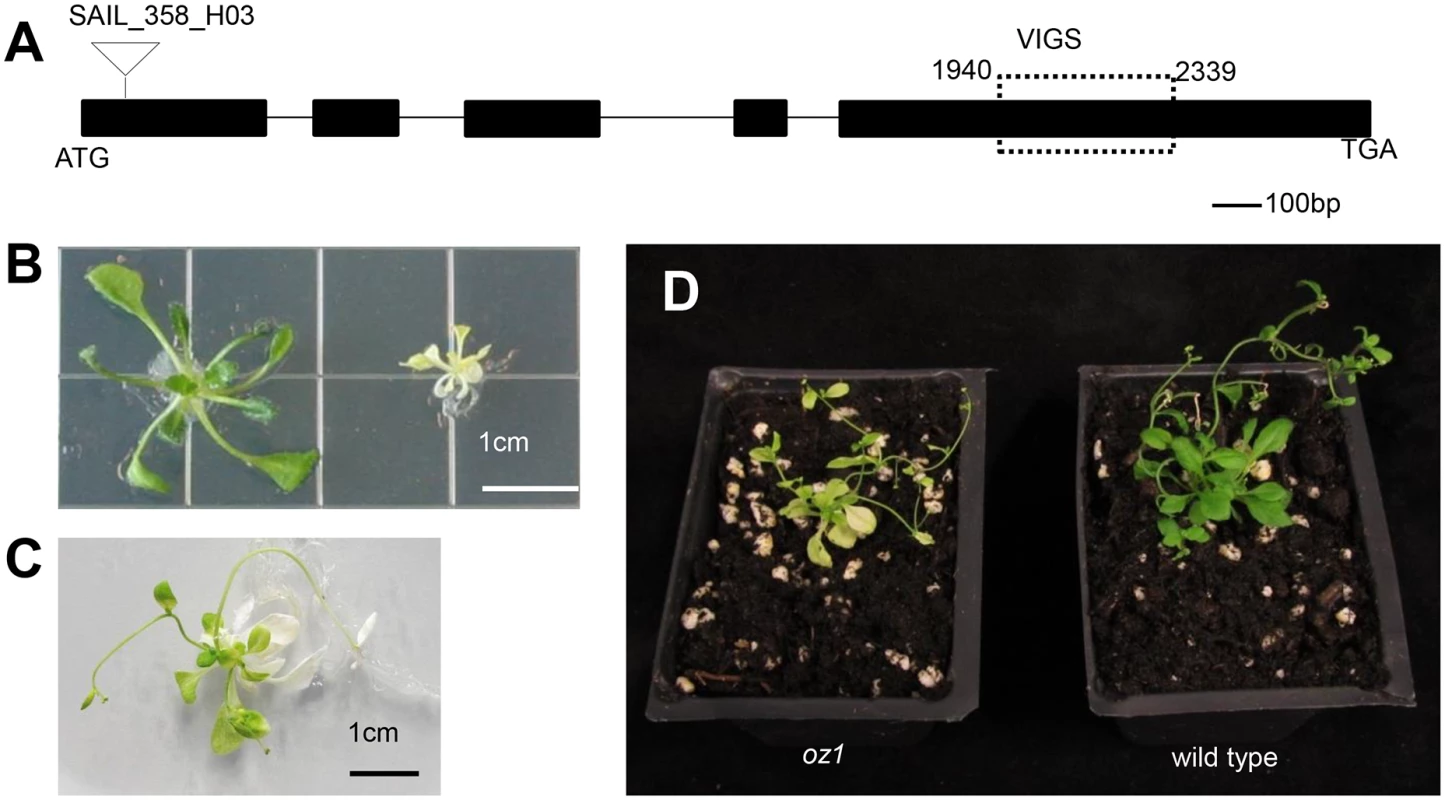 <i>OZ1</i> (At5g17790) gene structure and mutant phenotype.
