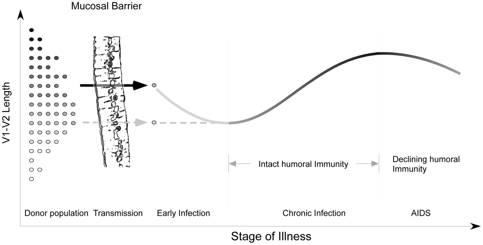Proposed evolution of V1V2 loop size change during transmission and HIV infection.