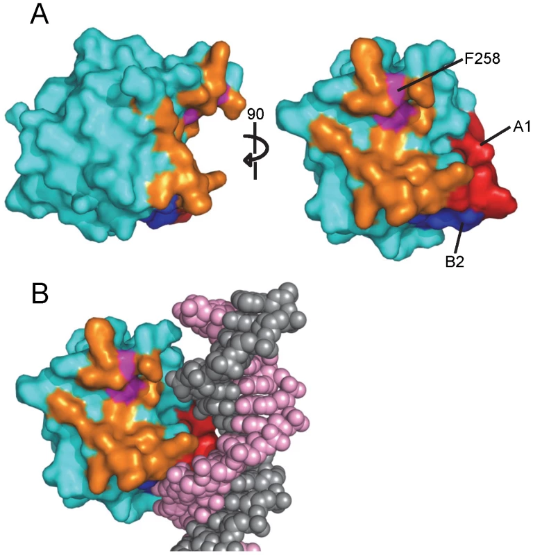The novel pocket present in the JCV OBD.