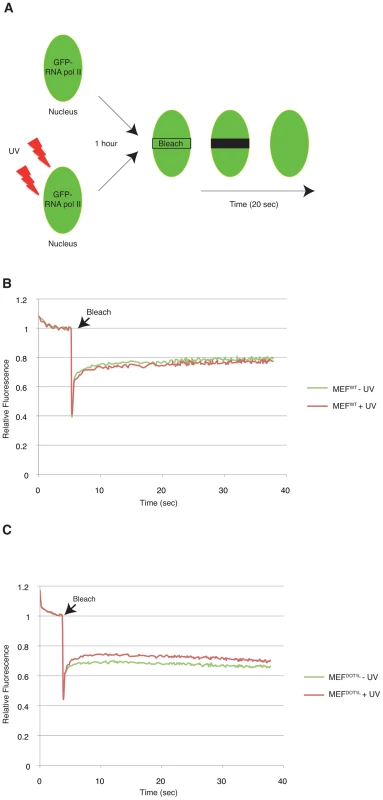DOT1L ensures binding of RNA Pol II to chromatin after UV irradiation.