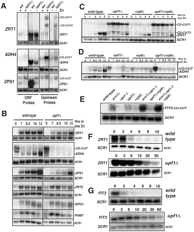 Characterization of CD-CUT of zinc and iron responsive genes.