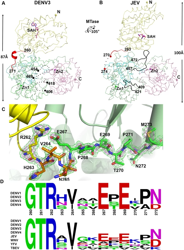 Comparison of conformations between DENV3 NS5 and JEV NS5 structures.