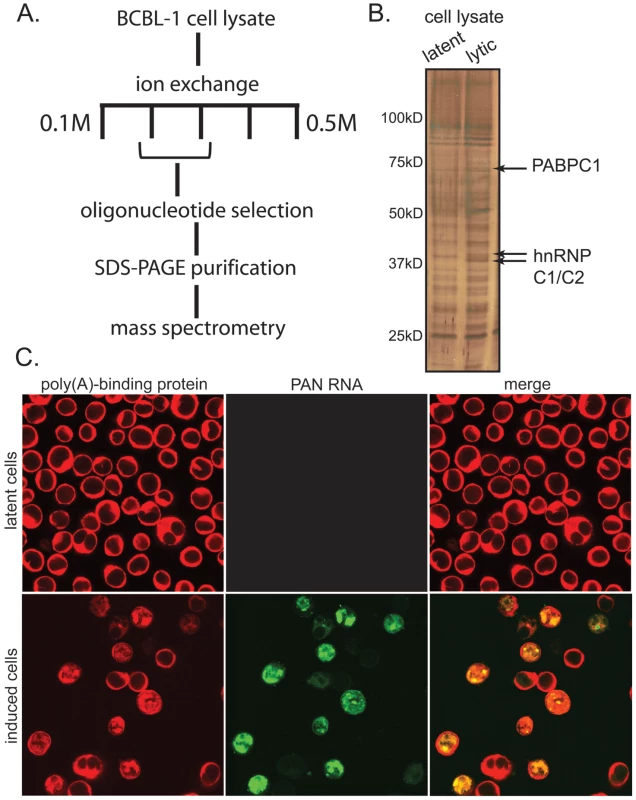 PAN RNA binds to PABPC1 in the nucleus of lytically infected BCBL1 TReX-RTA cells.