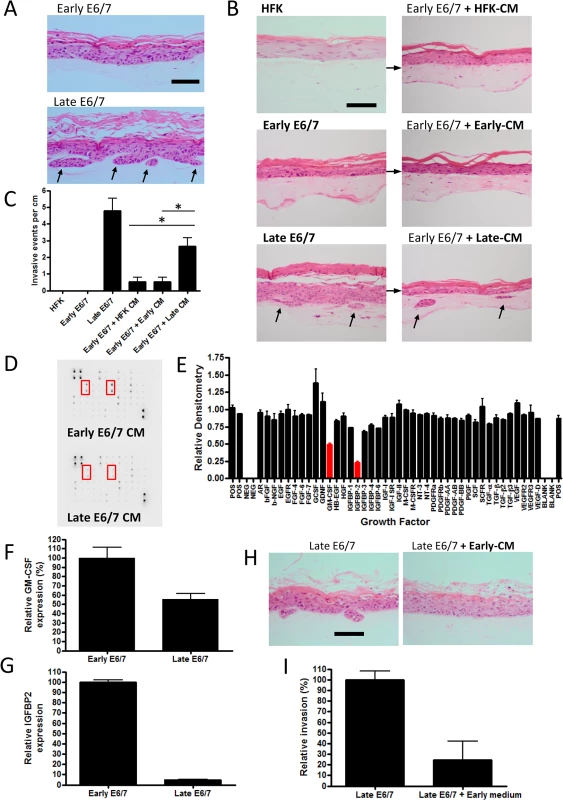 Prolonged passage of HPV16 E6/7 immortalised keratinocytes generates an invasive epithelium.