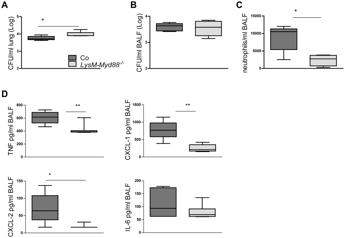 <i>LysM-Myd88<sup>−/−</sup></i> mice demonstrate an attenuated early inflammatory response.