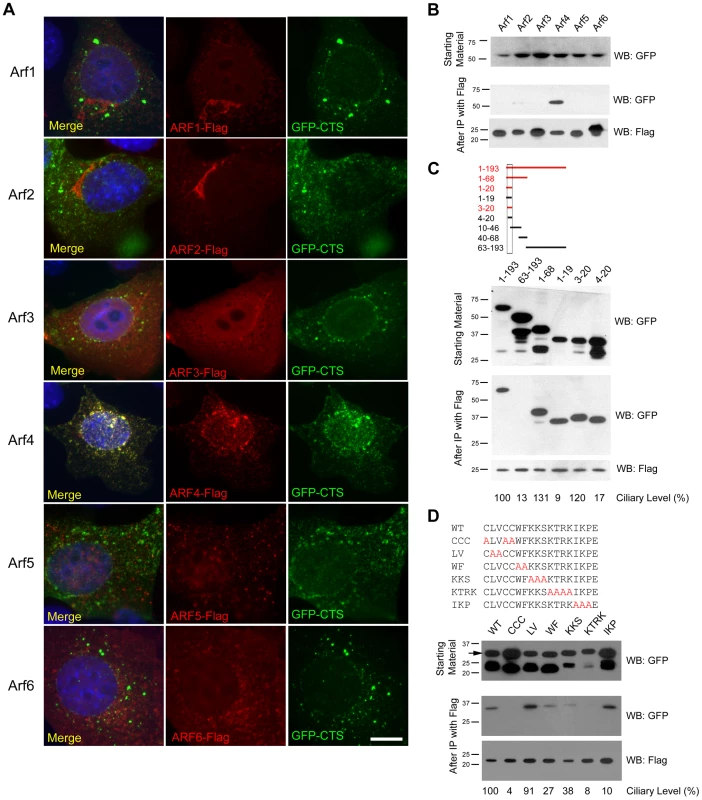 Arf4 interacts with the ciliary targeting sequence of fibrocystin.