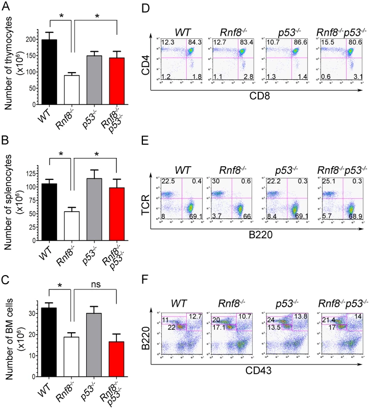 p53 loss rescues homeostasis of thymocytes and splenocytes, but not bone marrow populations deficient for Rnf8.