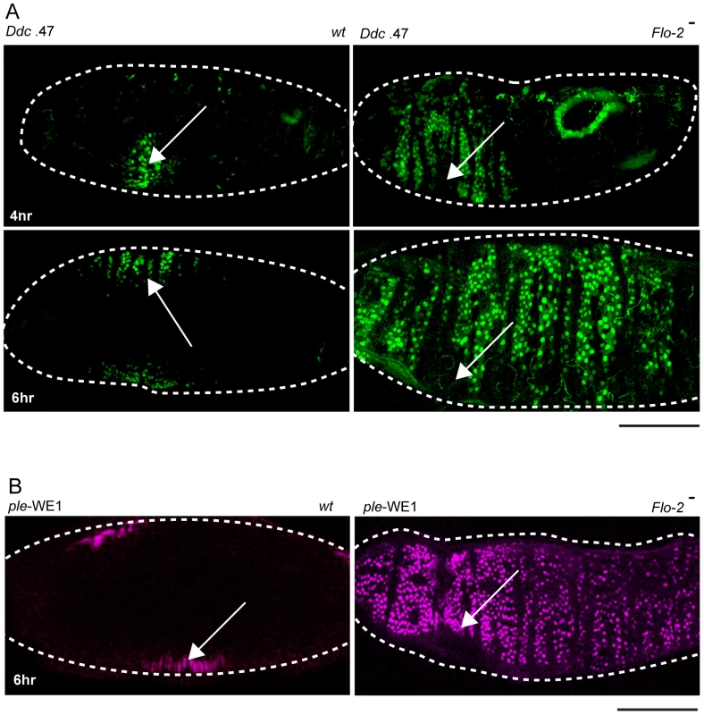 <i>Flo-2</i> functions to inhibit widespread activation of epidermal wound reporters.