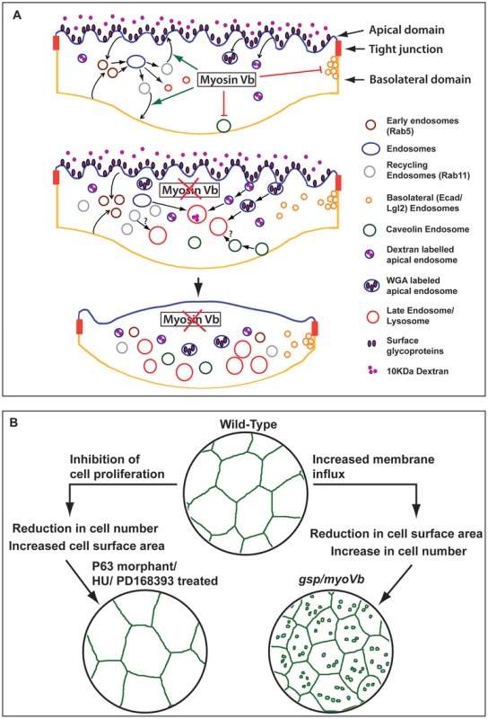Schematic representation of <i>myosin Vb</i> function in the epidermis and its link with tissue homeostasis.