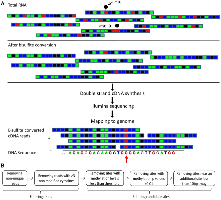 Flow of the bisulfite-treatment/RNA-seq experiment.