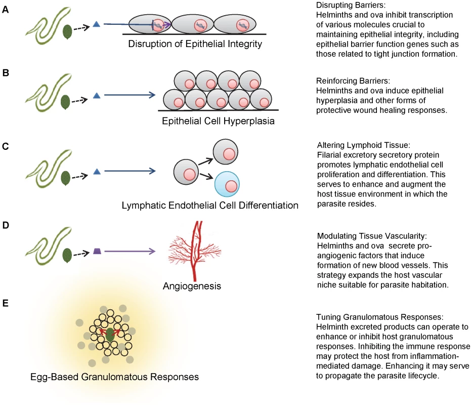 Schematics of various strategies employed by helminths to modulate host tissues.