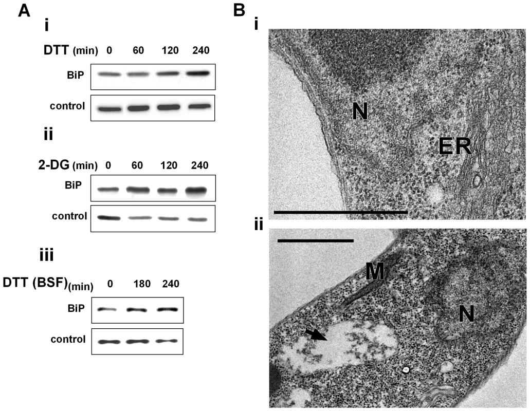 ER stressors induce BiP expression and ER dilation.