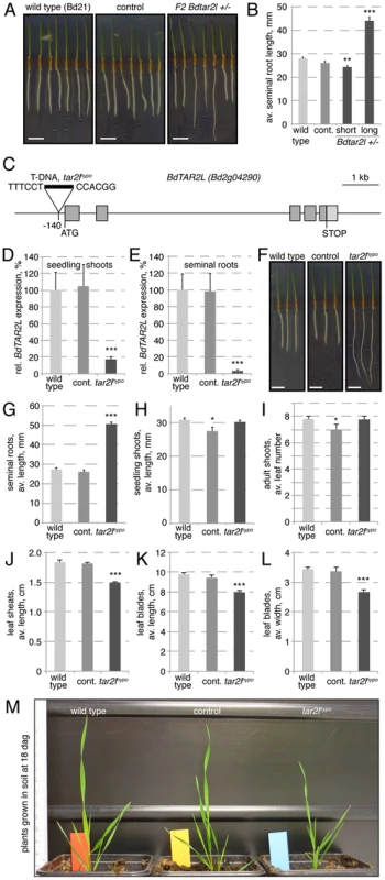 Isolation of the <i>Bdtar2l<sup>hypo</sup></i> mutant and characterization of macroscopic phenotypes.