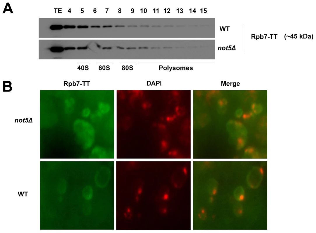 Presence of Rpb7 in polysomes or in the cytoplasm is not affected by Not5.