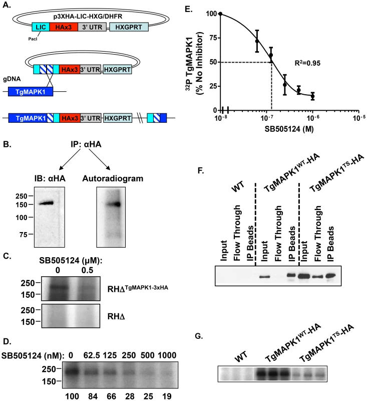 SB505124 directly targets TgMAPK1.