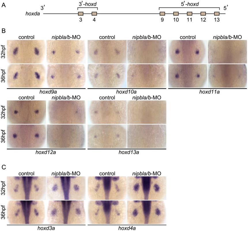 Nipbls are required for spatial patterns of <i>hoxd</i> expression in pectoral fin buds.