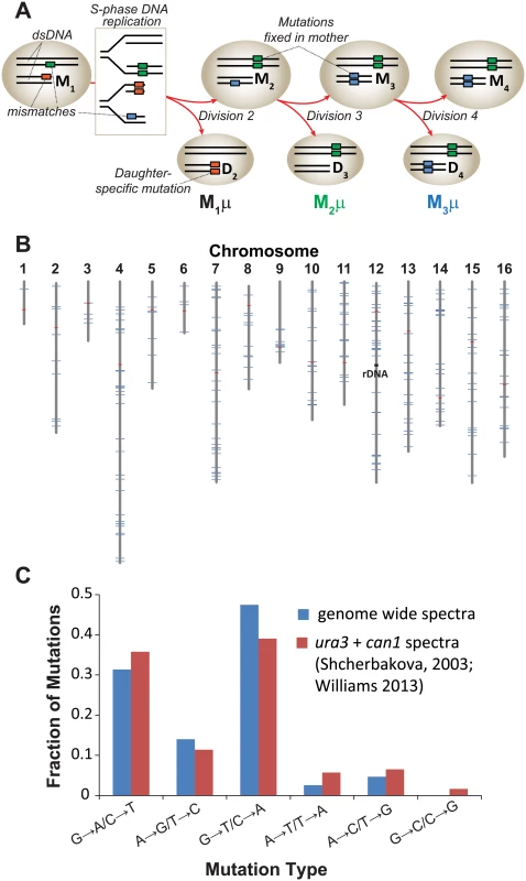 Mutation rate of <i>pol2-4 msh6Δ</i> mother yeast cells at single cell resolution.
