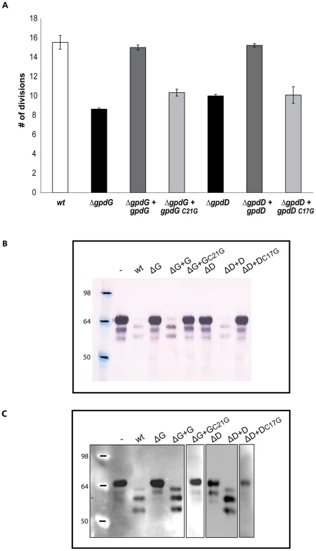 Lipid modification of GpdD and GpdG is essential for their activity.
