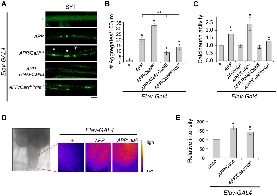 Nebula modulates APP-dependent phenotypes by restoring calcineurin signaling.