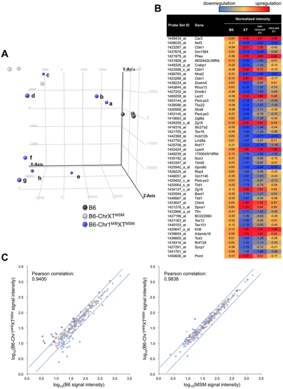 Transcriptional profiling of B6-Chr1<sup>MSM/B6</sup>XT<sup>MSM</sup> testes.