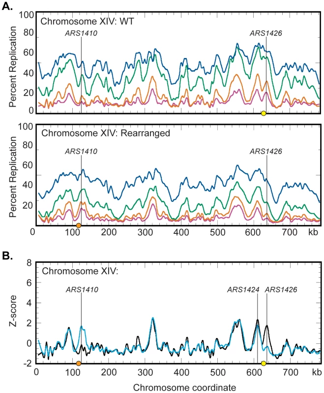 Replication dynamics for chromosome XIV in WT and rearranged strains.