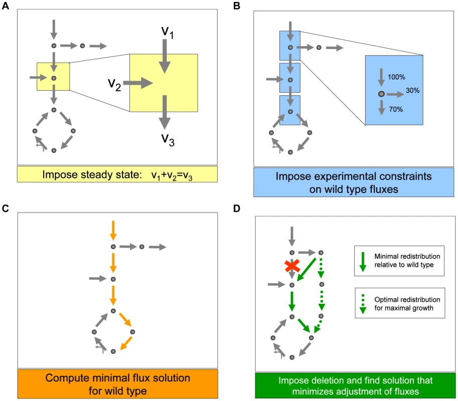 Schematic depiction of the main steps we used to generate predictions of metabolic fluxes for yeast single and double deletion mutants.