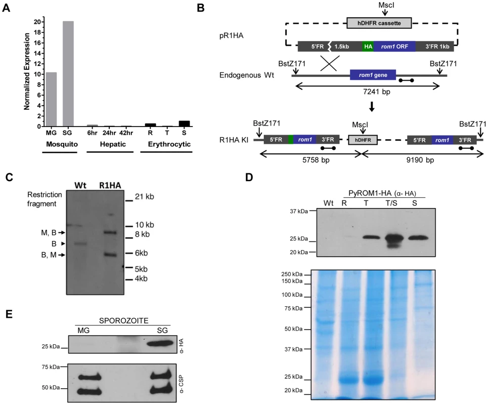 Stage-specific expression of <i>pyROM1</i> during the malaria life cycle.
