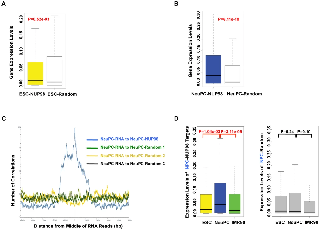 NUP98 binding correlates with developmental gene expression in neural progenitor cells.